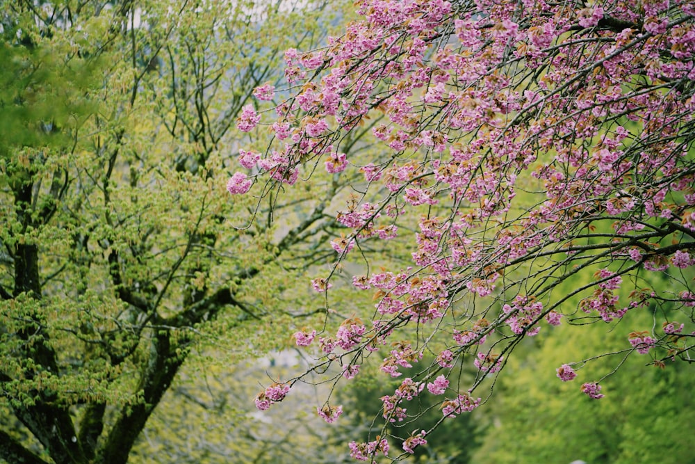 Arbre rose