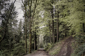 A serene forest path blending seamlessly with digital AR elements illustrating immersive eco-tourism.