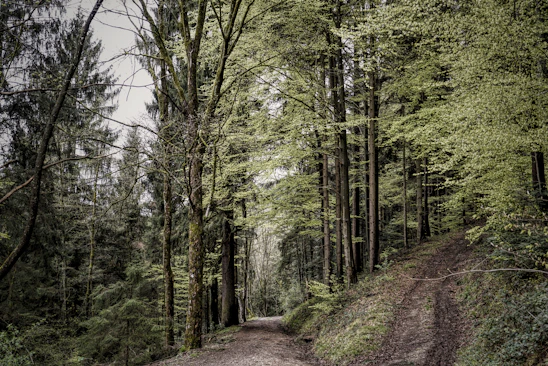 A serene forest path blending seamlessly with digital AR elements illustrating immersive eco-tourism.