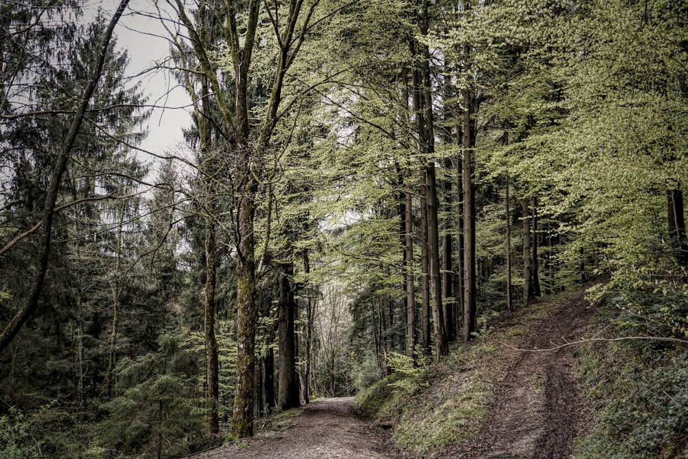 green-leafed trees