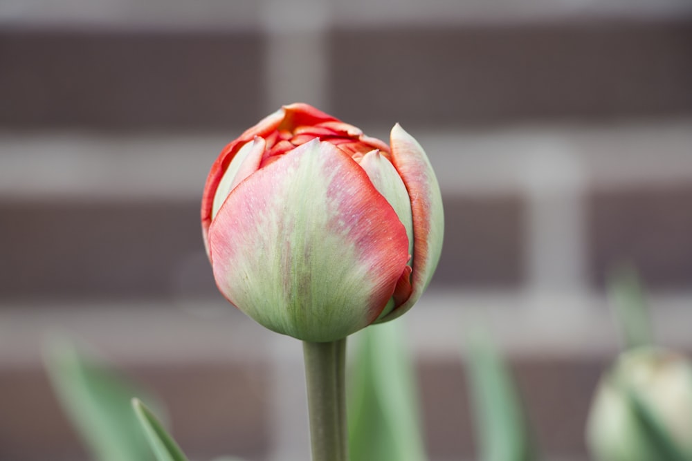 red flower bud