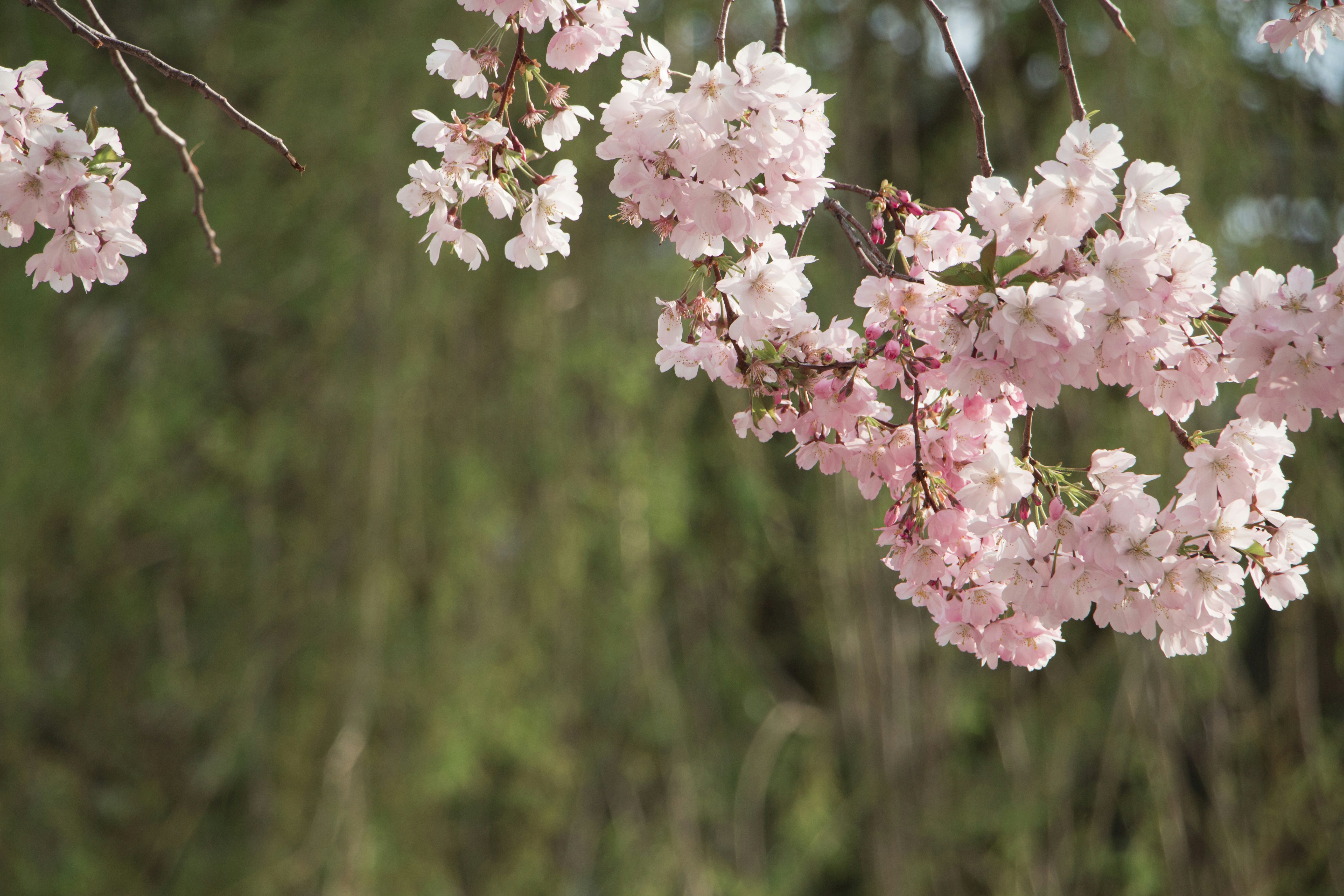 Photo by omega_cookies