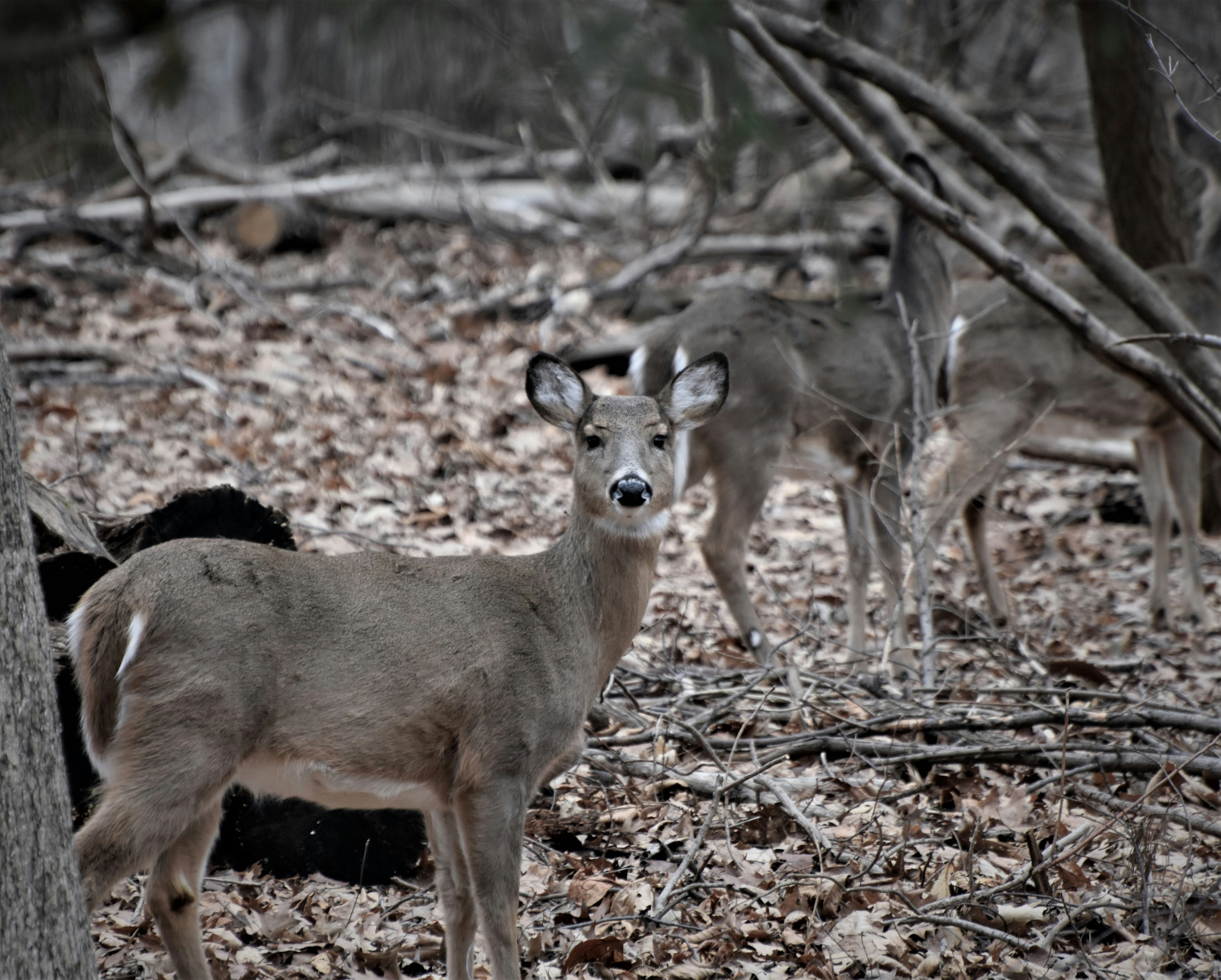 deer standing on forest during daytime gray wolf teams background