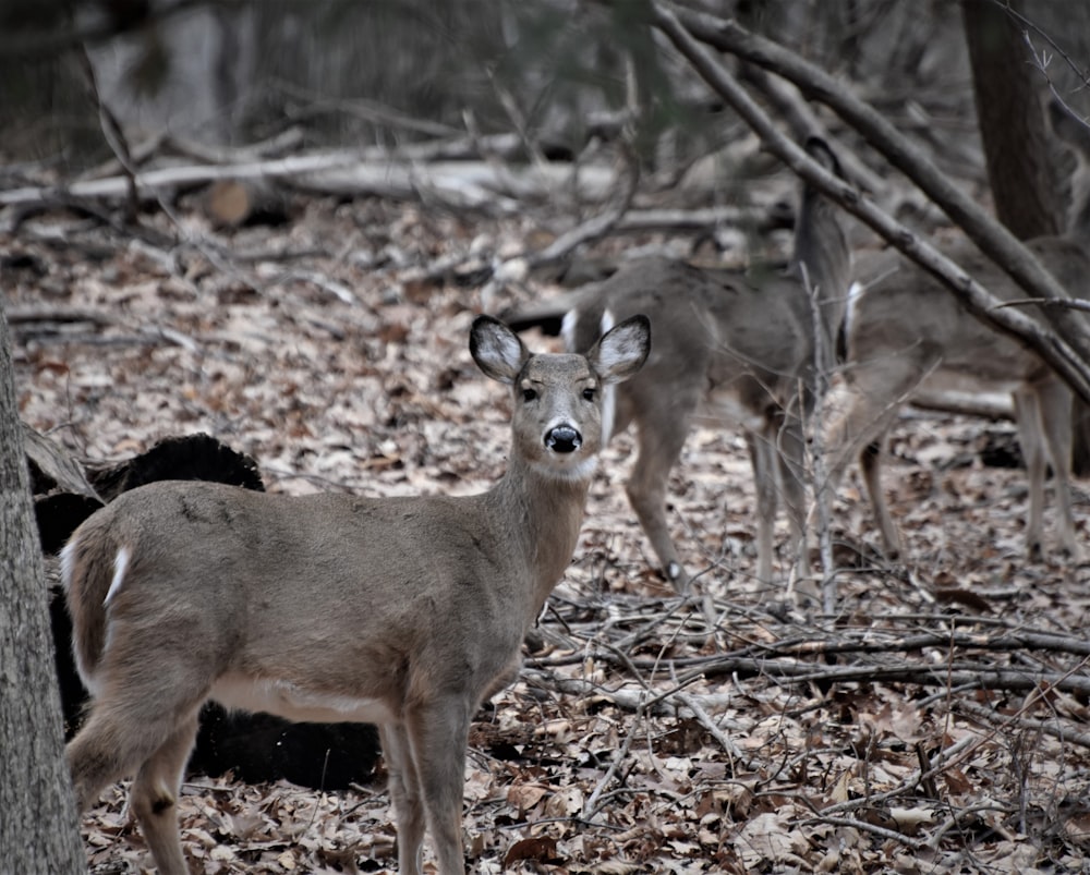 Deer standing on forest during daytime