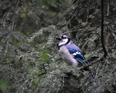 Close-up of a cheerful card featuring a bright blue jay perched on a blossoming branch.