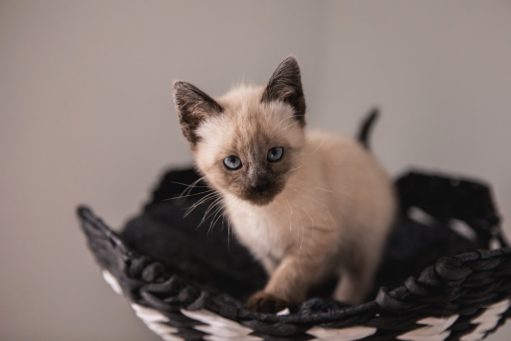 gatinho revestido cinza e preto em pé na cesta de vime preto e branco