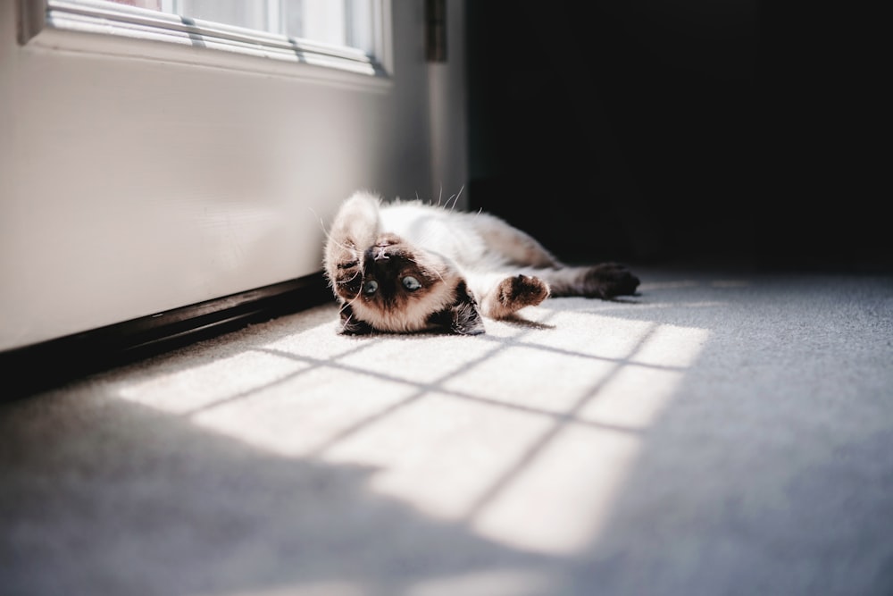 Siamese lying on gray area rug