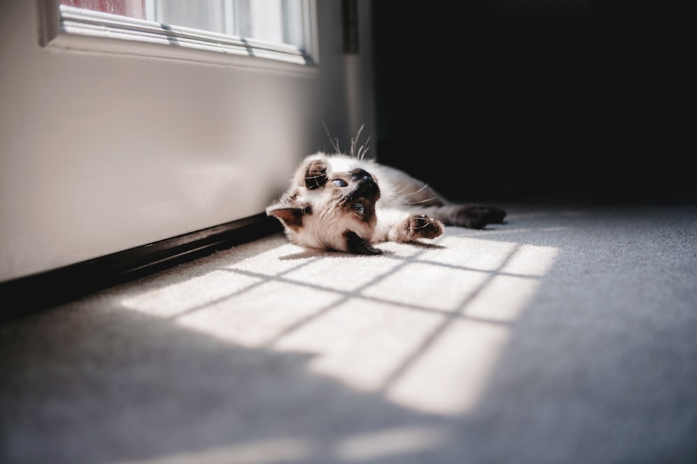 Weiße Katze liegt am Fenster