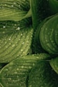 water drop on green plant