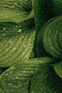 water drop on green plant