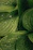 water drop on green plant