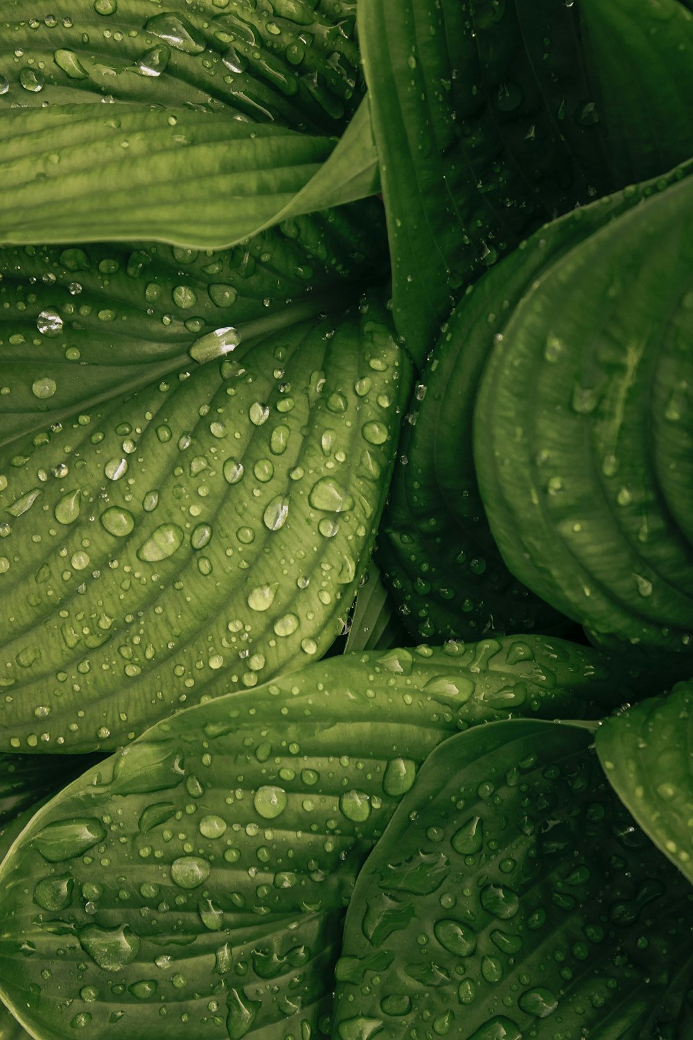 녹색 식물에 물방울