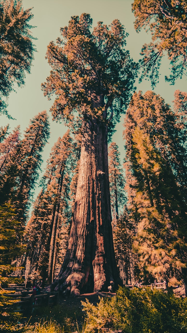 The General Sherman Tree- Largest Tree in the world	