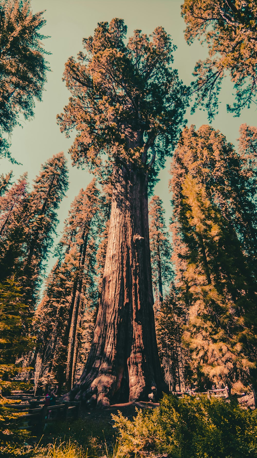 green-leafed trees