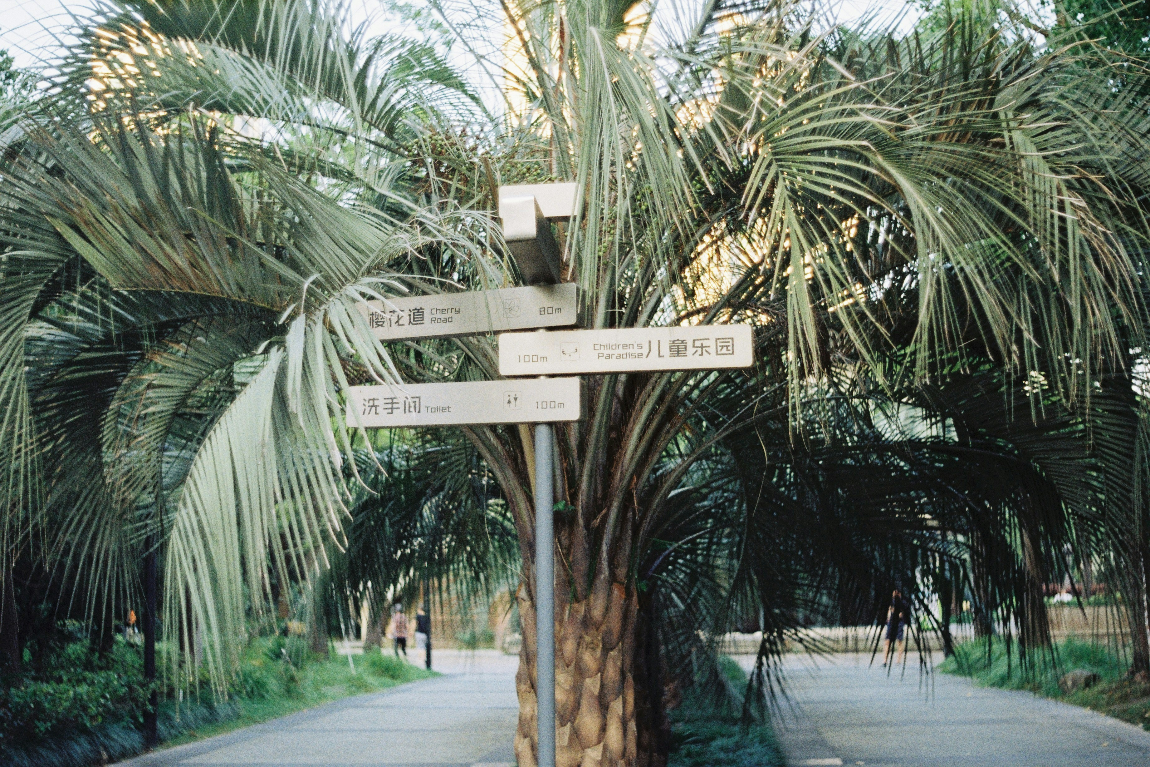 a street sign in front of a palm tree
