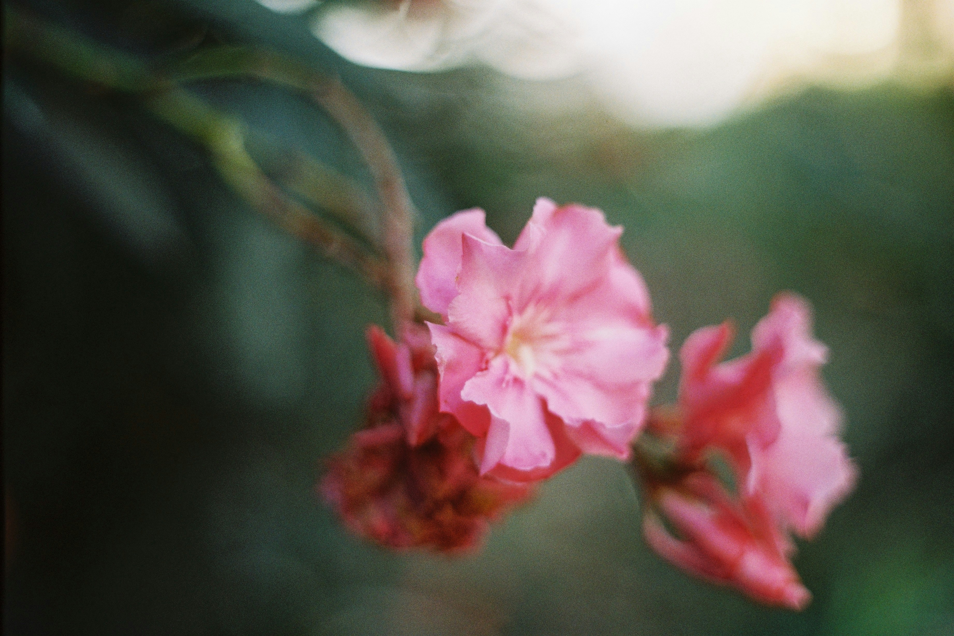 Photo by ningmengmozi