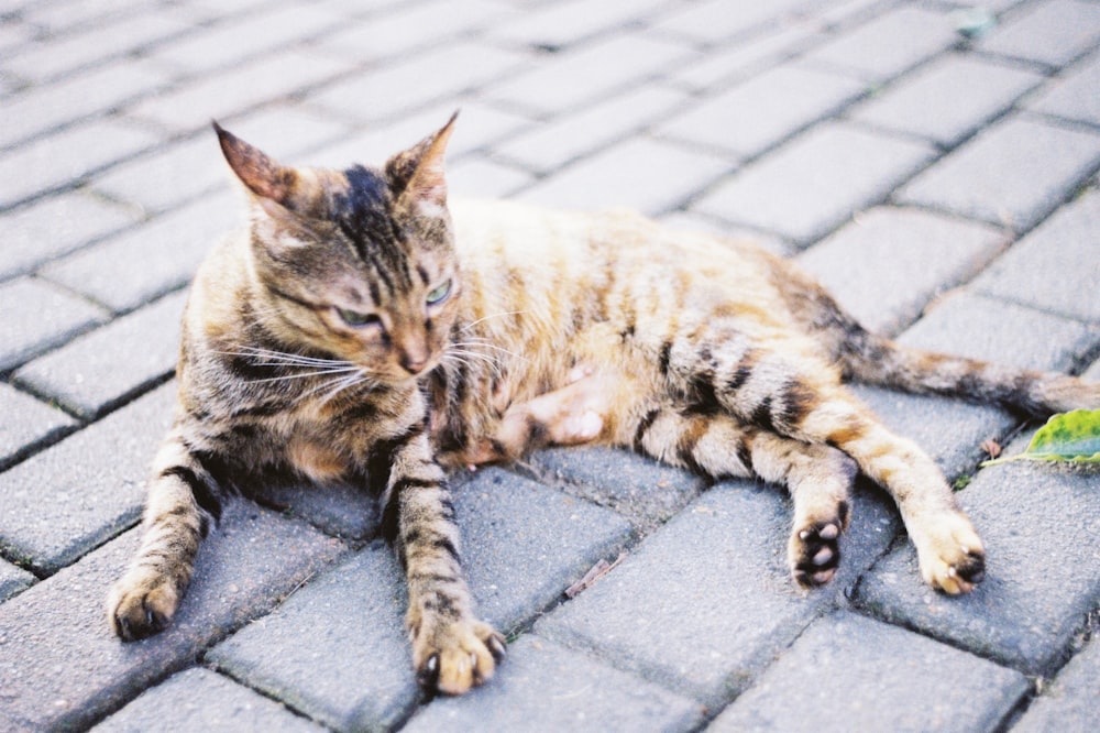 gray cat on floor