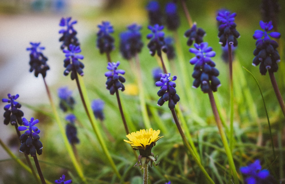 purple-petaled flower