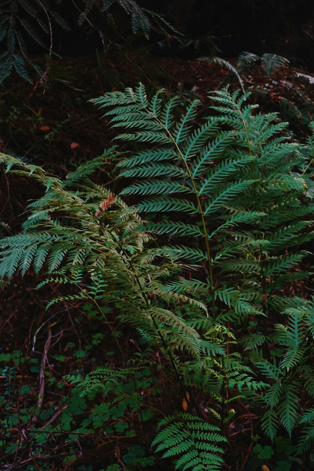 green leafed plant