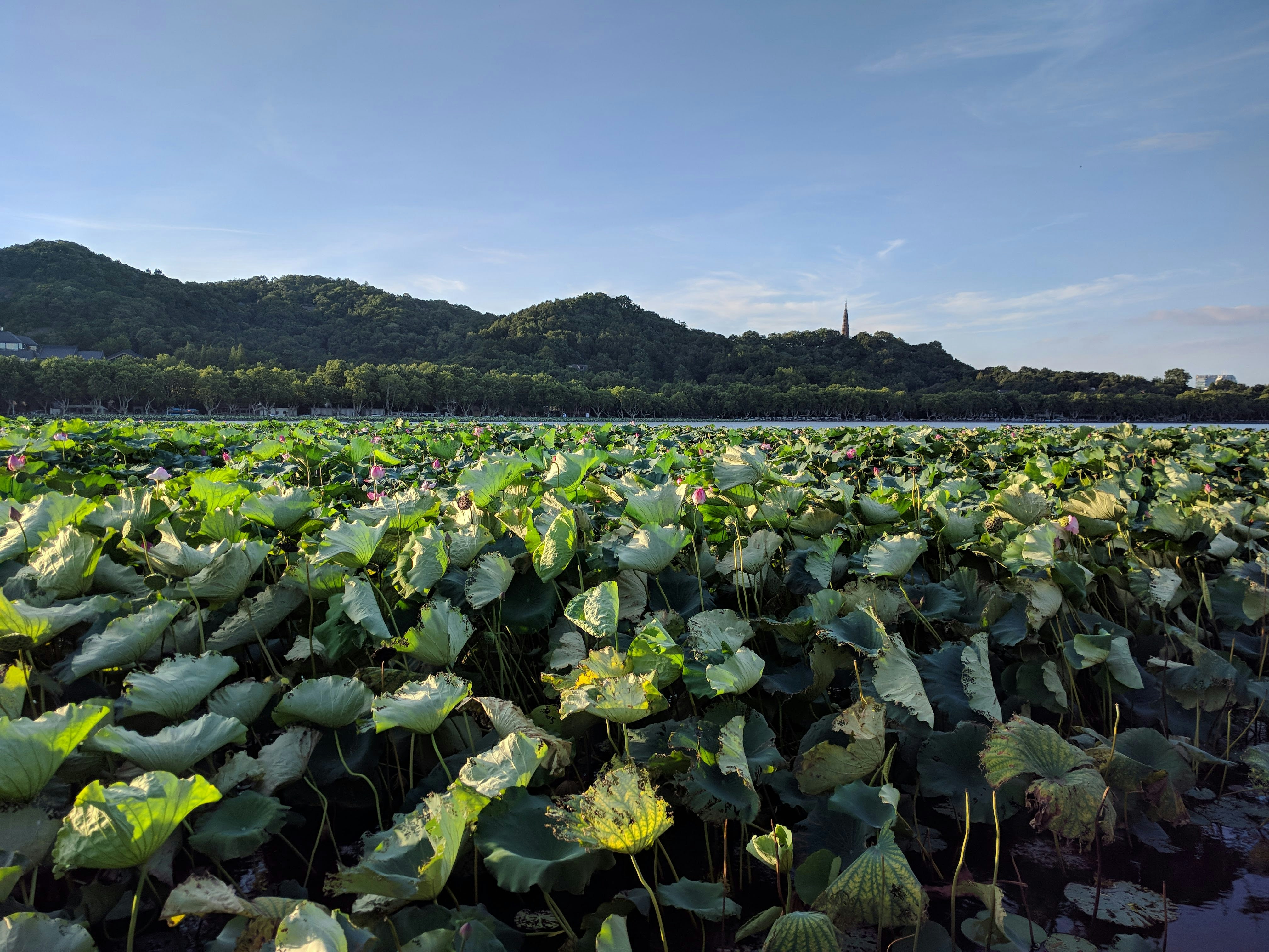 Photo by wyfang