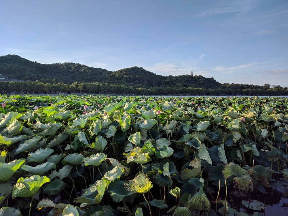 a large field of green plants with mountains in the background