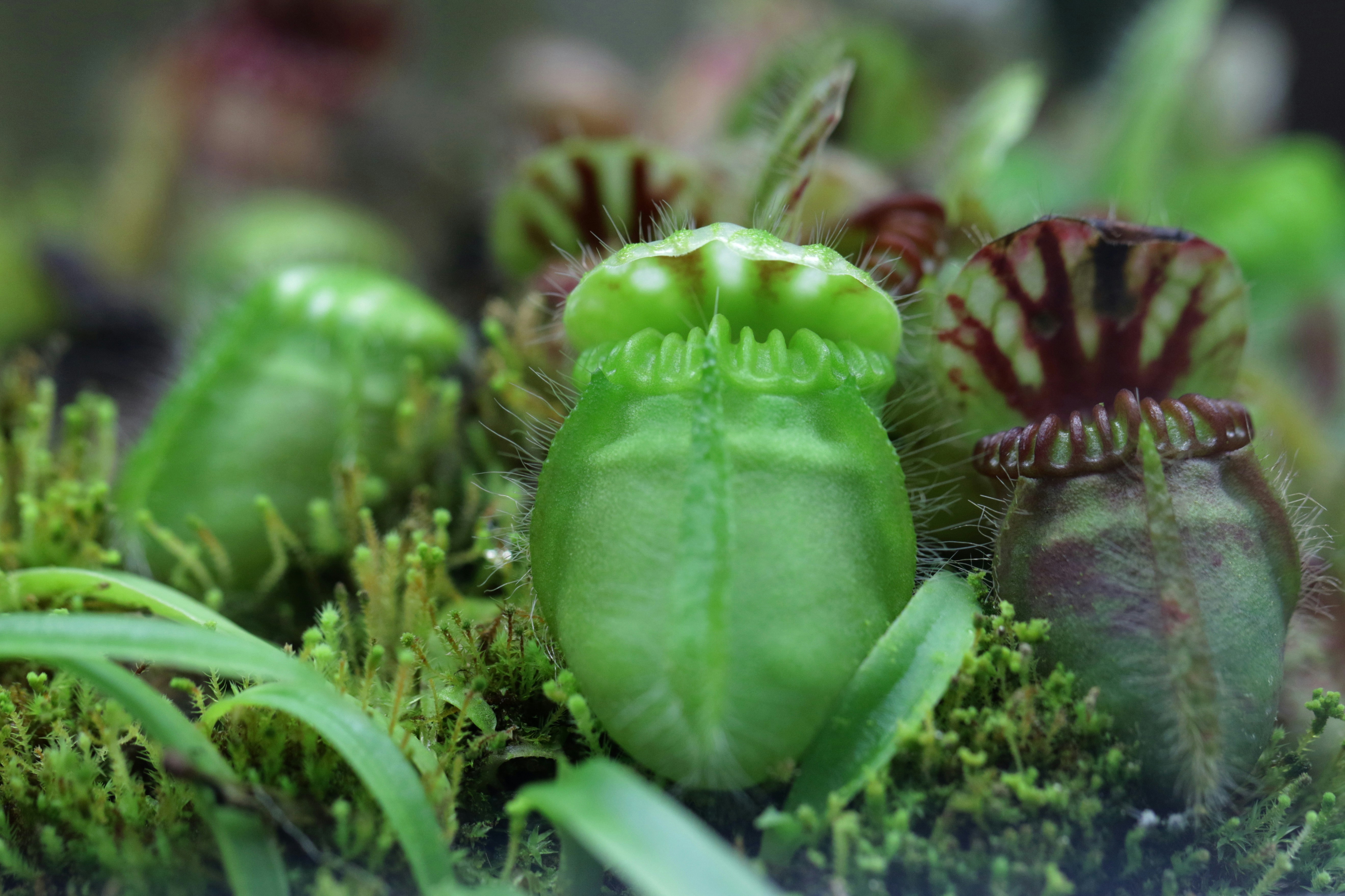 Venus Flytrap Kit