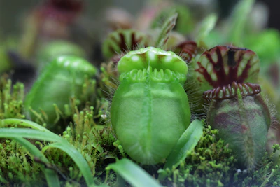 Close-up of a Dionaea muscipula trap opening in a dark green mossy environment.