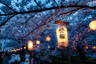 beige and black lamp on green tree during nighttime