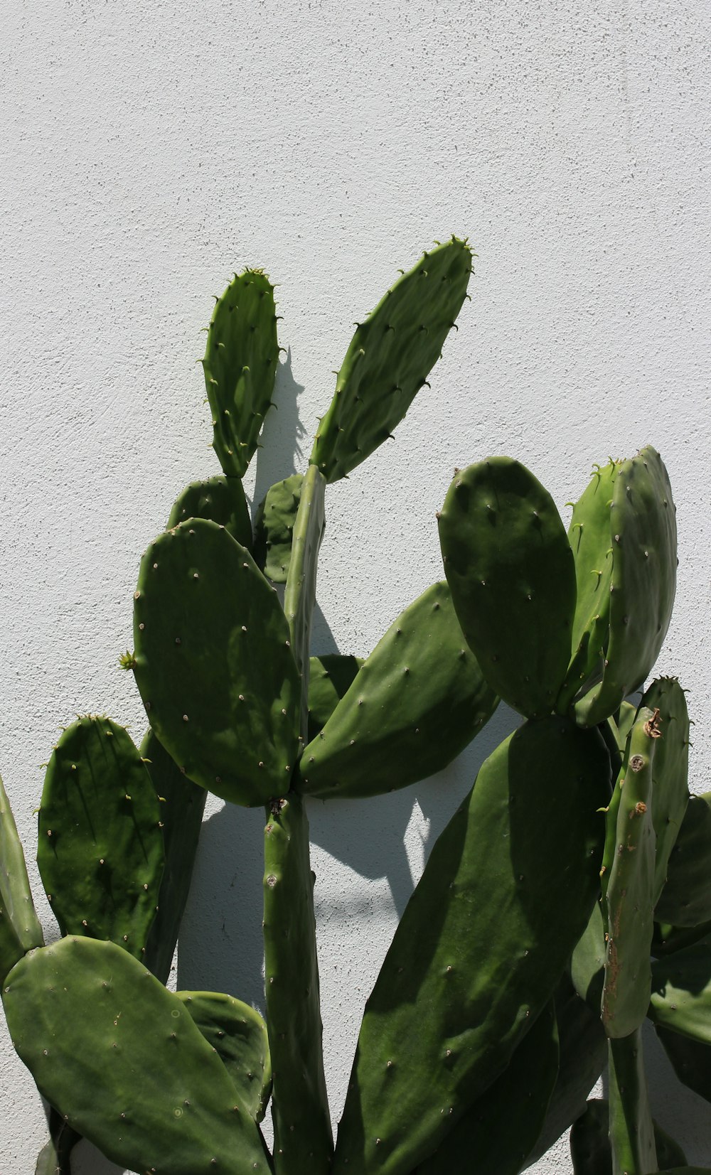 piante di cactus