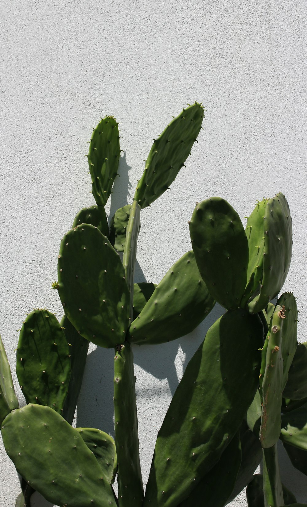 サボテンの植物