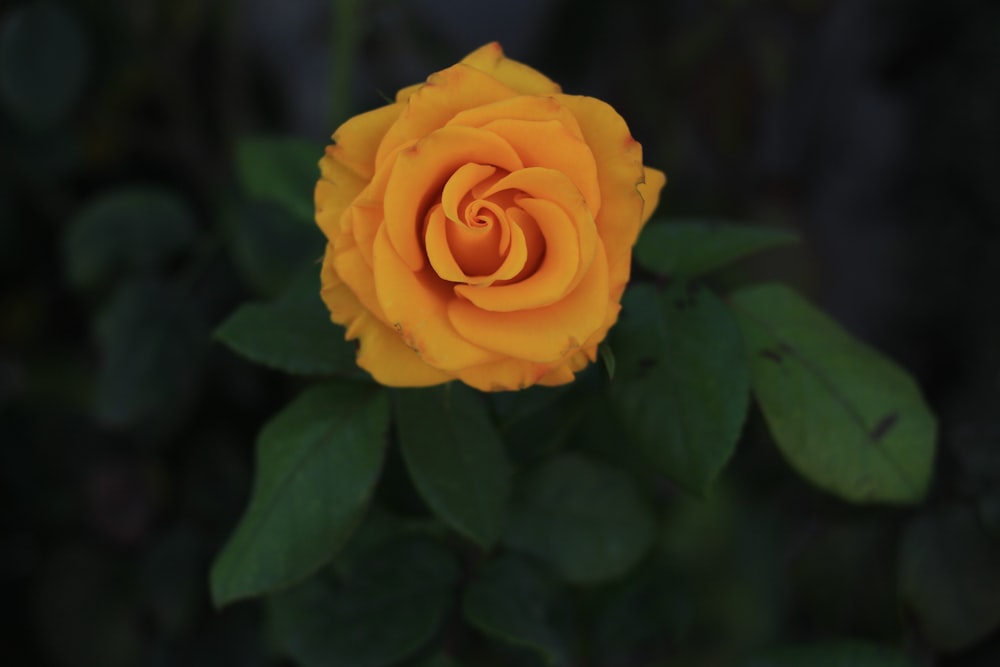 selective focus photography of yellow rose flower