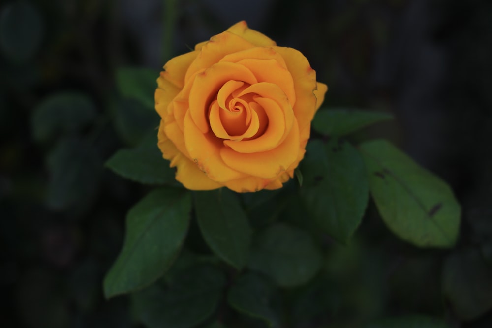 Photographie sélective de la fleur de rose jaune