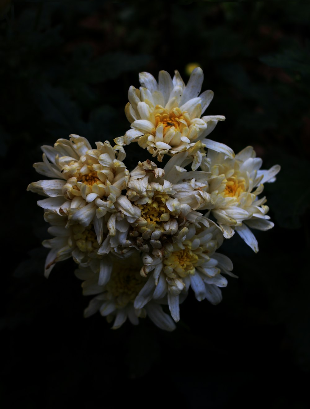 white-petaled flower