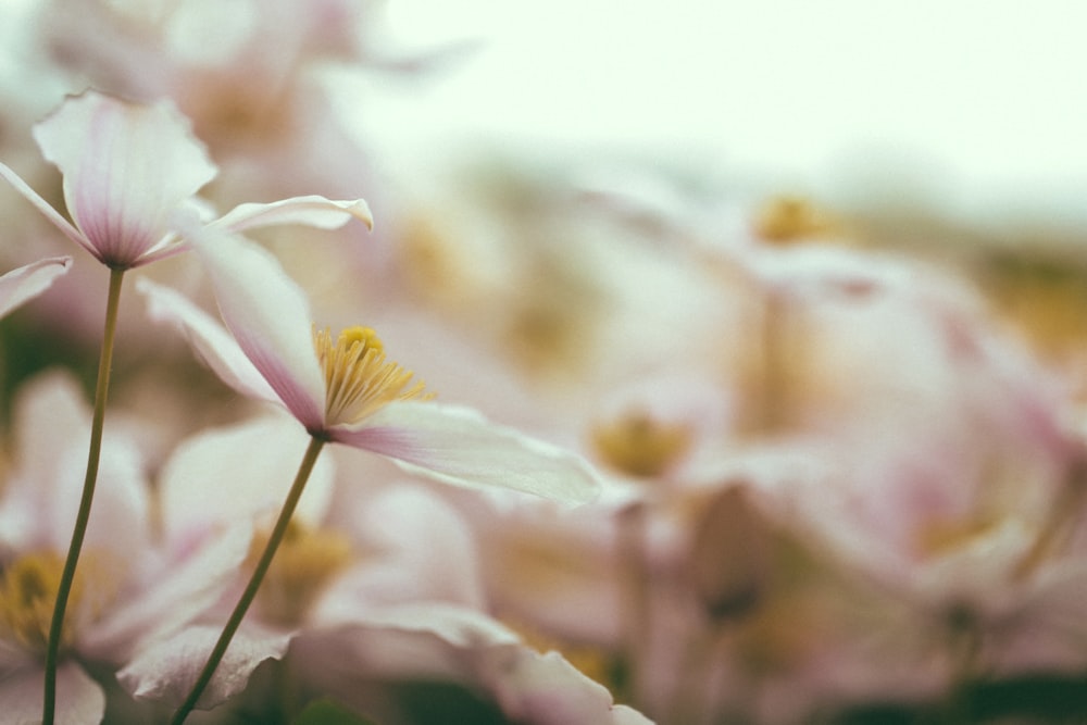 fleurs aux pétales blancs