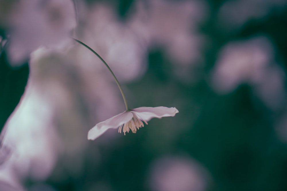 pink flower in bloom