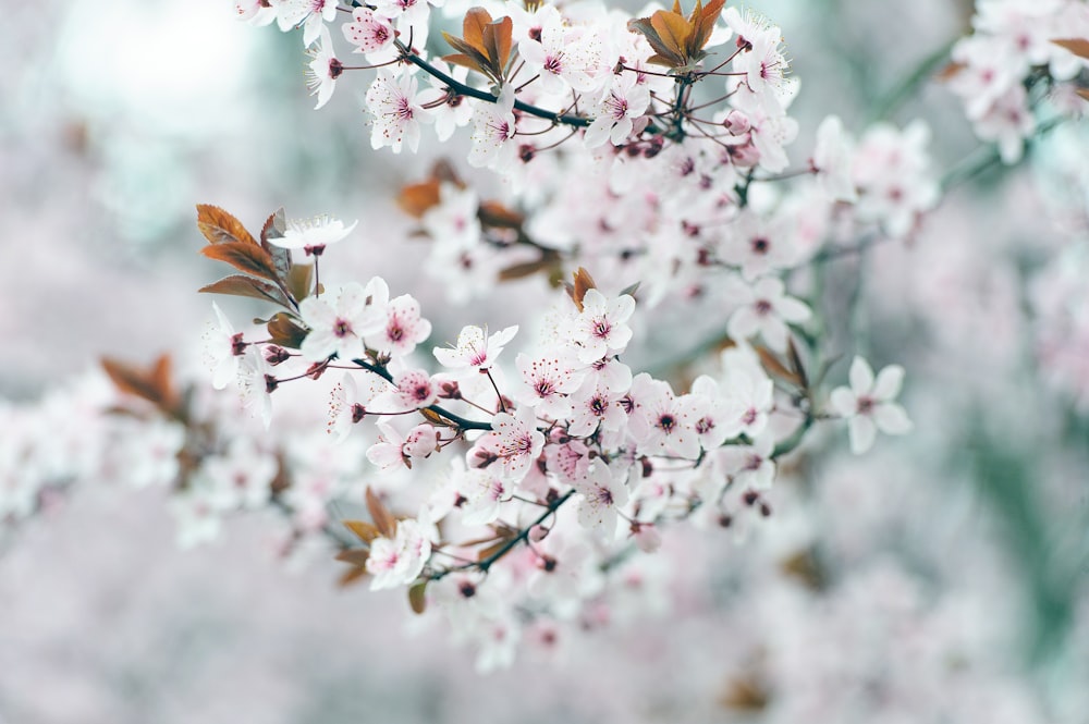 a close up of a tree with white flowers