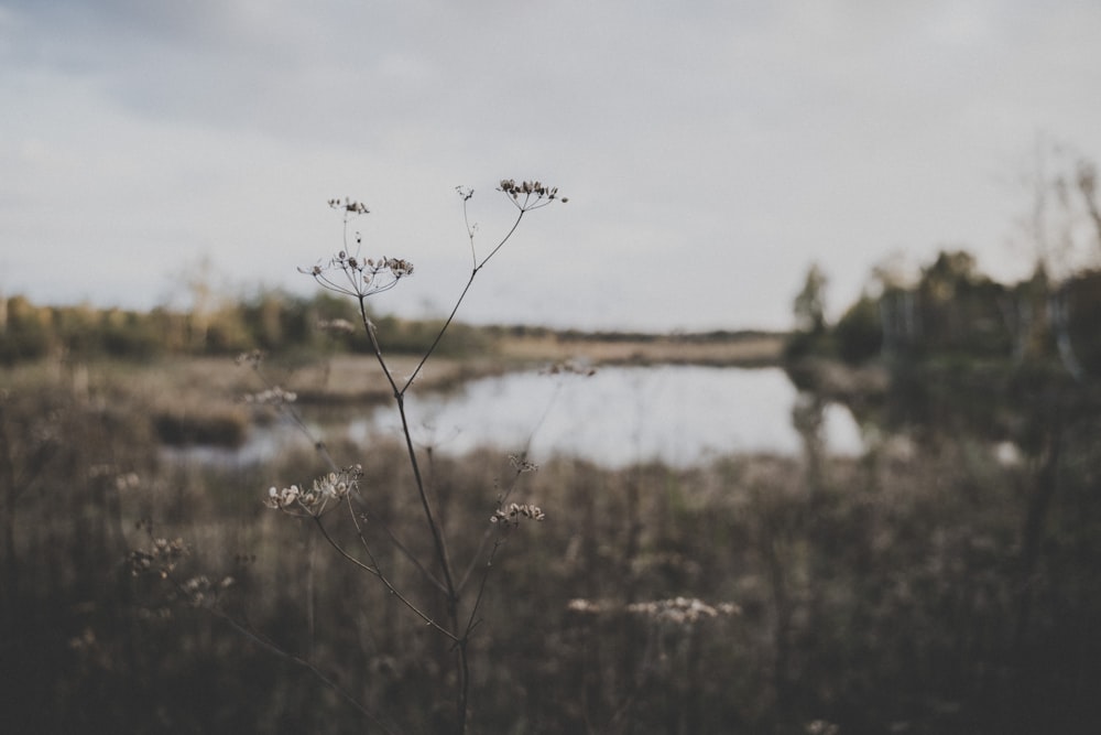 Weiße Blumen in der selektiven Fokusfotografie