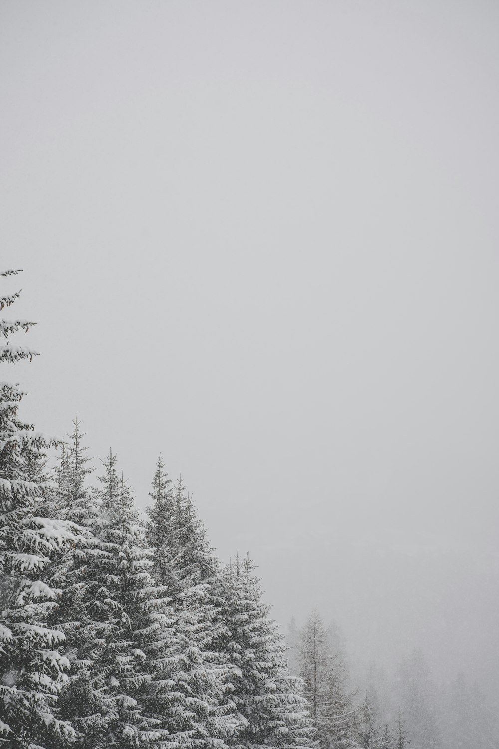 雪に覆われた背の高い木々