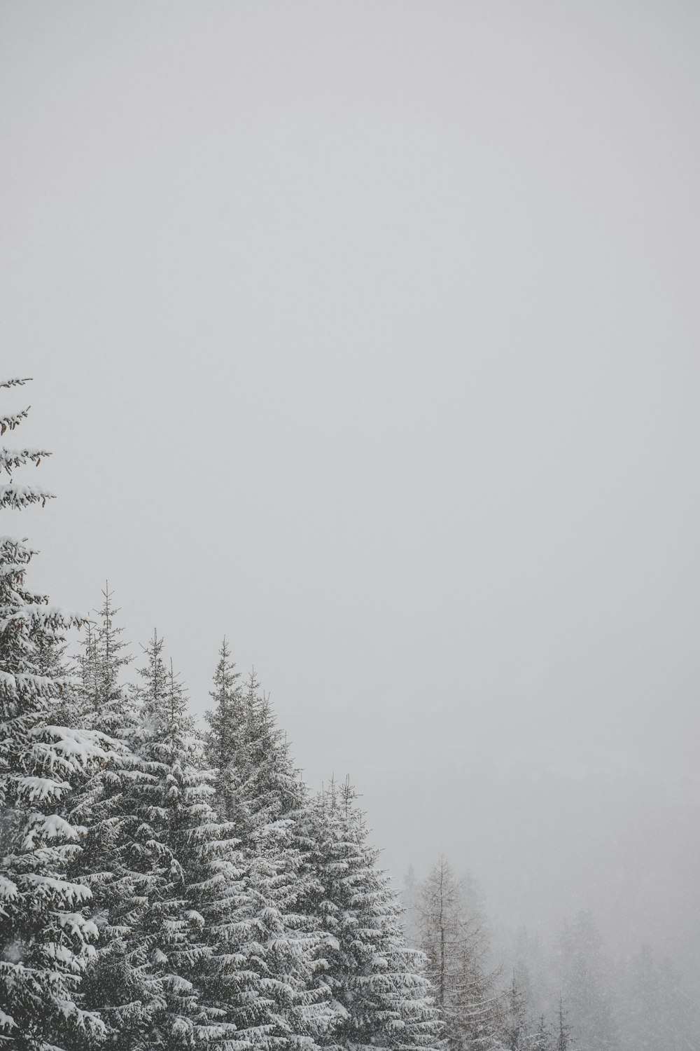 tall trees covered with snow