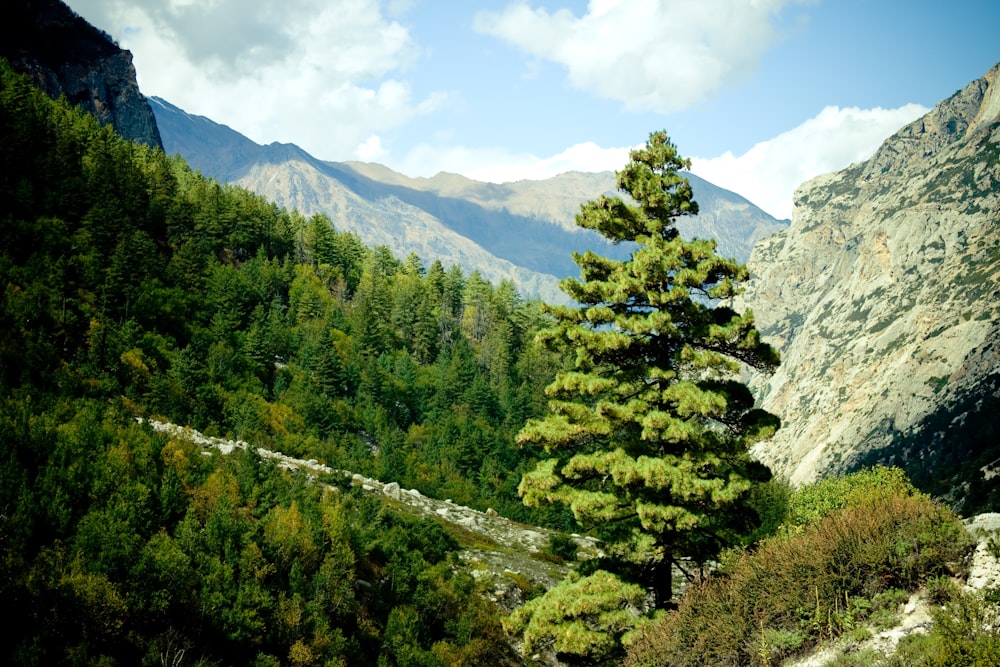 green pine trees on mountain under blue sky during daytime