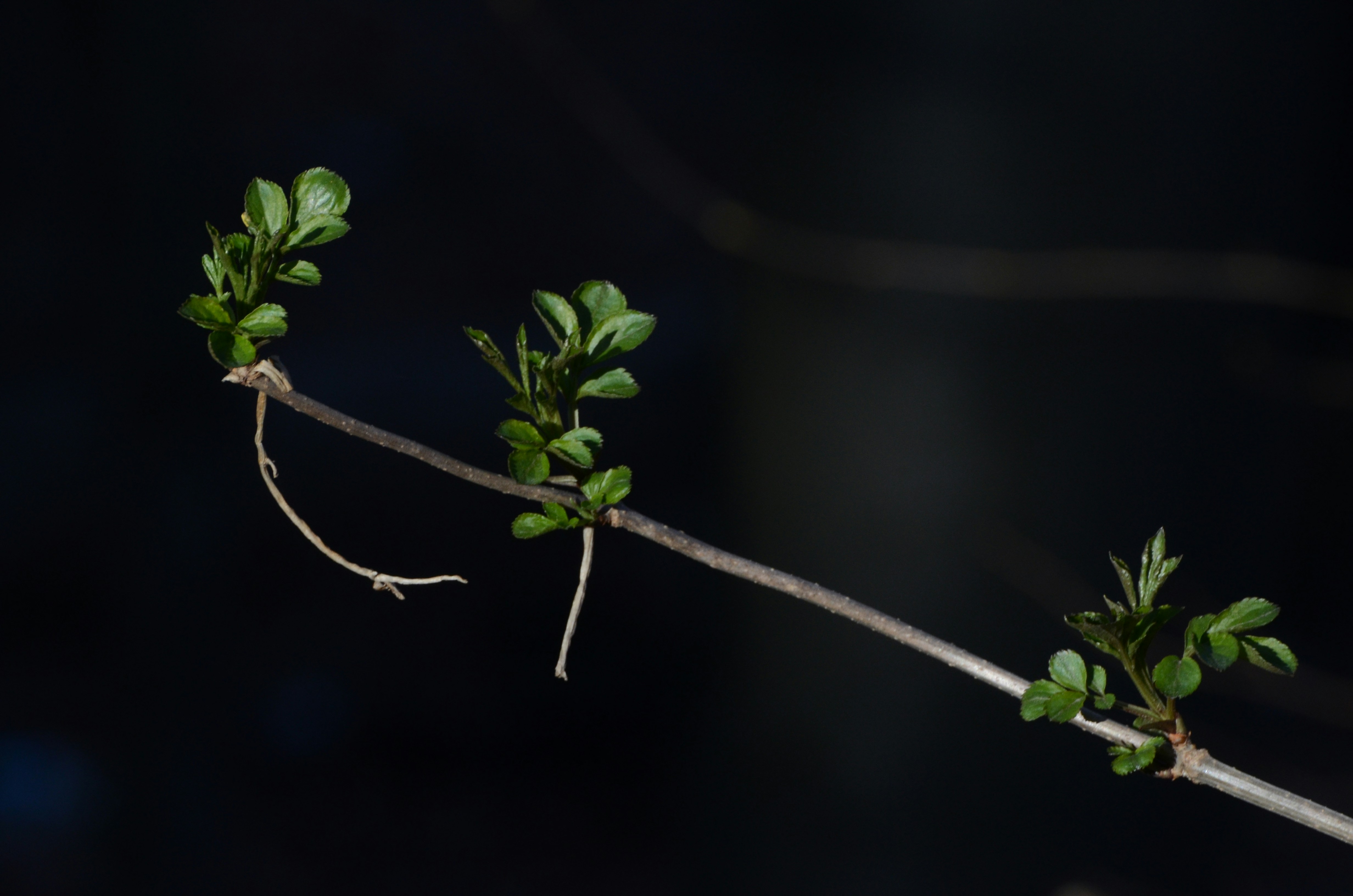 Exhaustiveness checking in Rust, Java, PHPStan