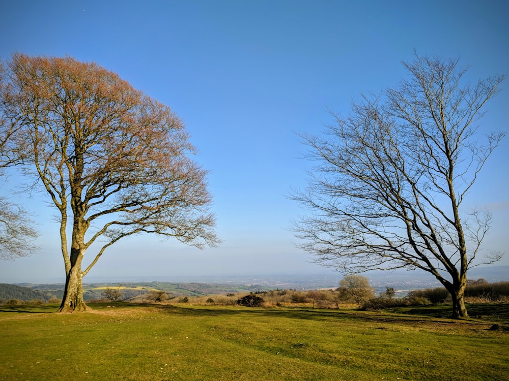 bare trees on grass field under blue sky during daytime