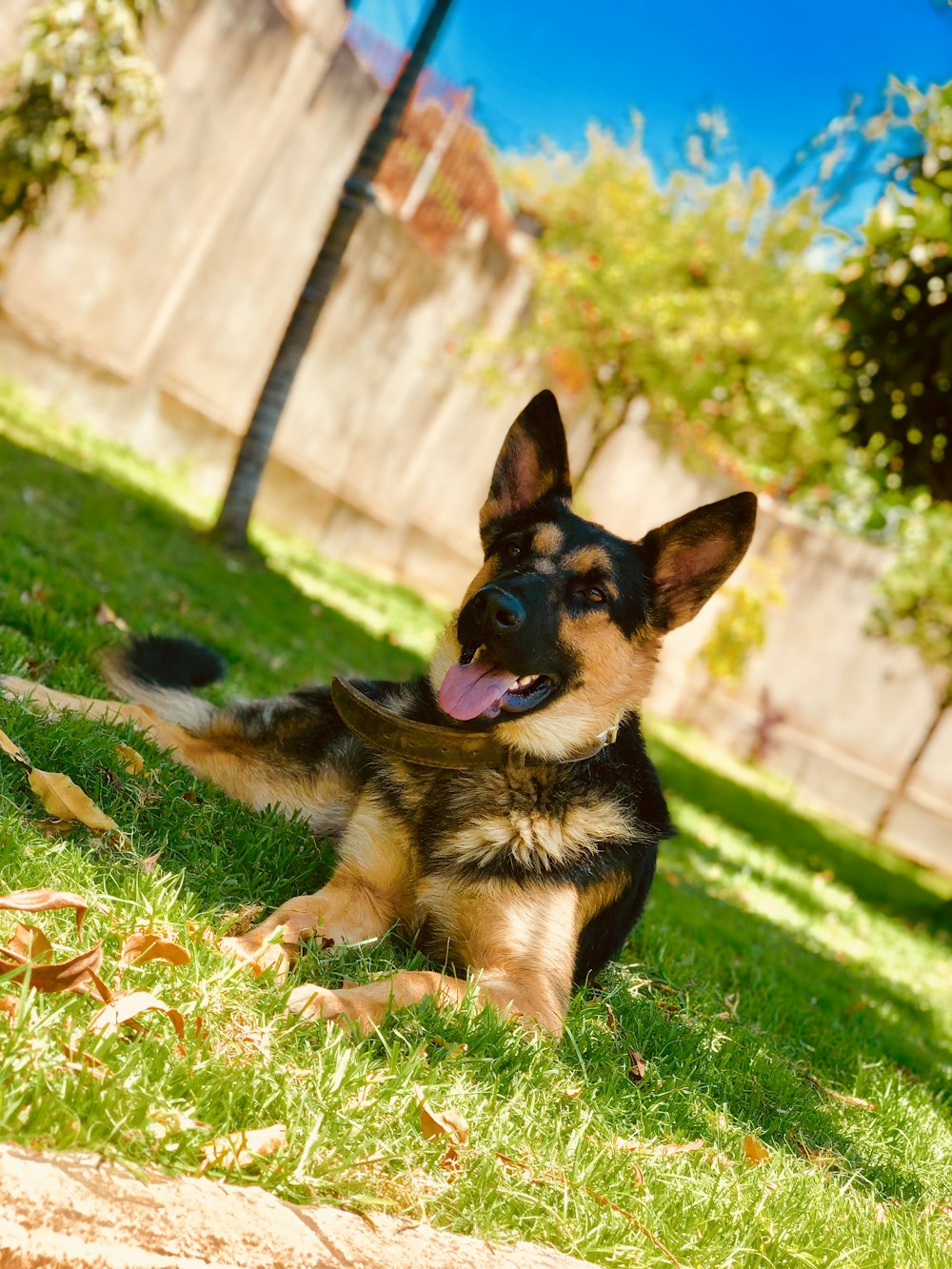 adult black and tan German shepherd lying on green grass during daytime