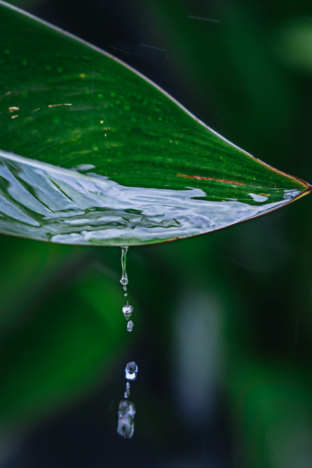 selective focus photography of water on leaf