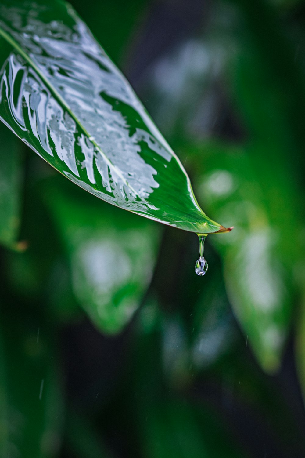 Water drop about to fall from green leaf plant photo – Free Leaf ...
