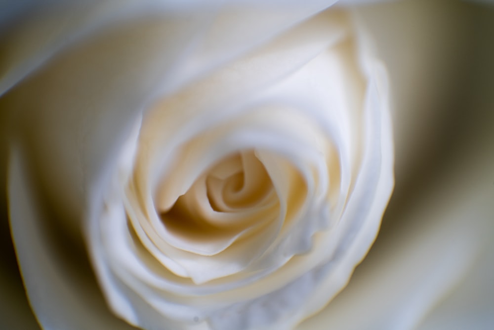 macro photography of white rose flower