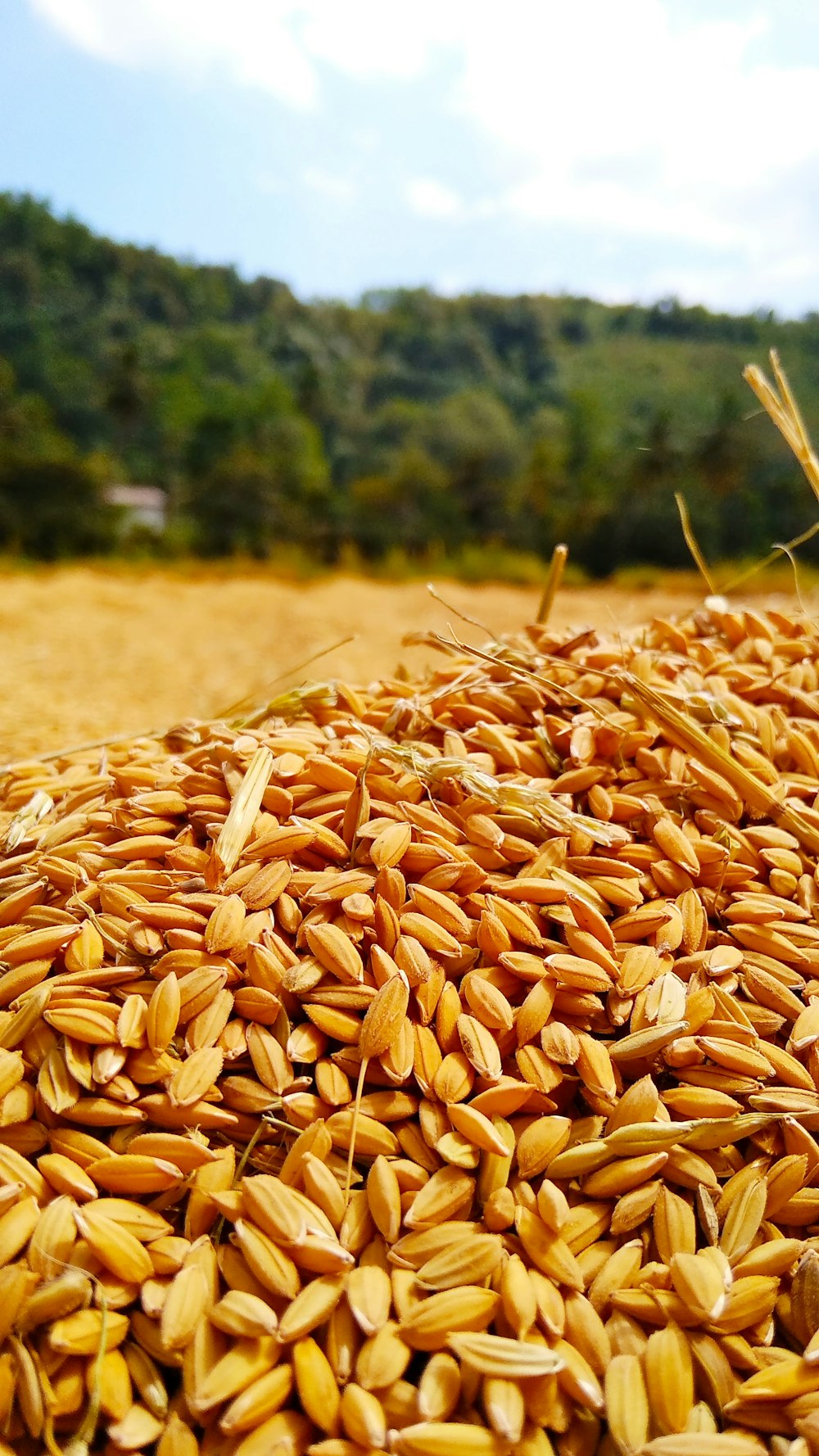 brown grains on selective focus photography
