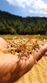 A hand holding a pile of rice grains, with a background of lush green trees and a clear blue sky. The focus is on the grains, capturing their texture and golden color.