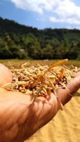 A hand holding a pile of rice grains, with a background of lush green trees and a clear blue sky. The focus is on the grains, capturing their texture and golden color.