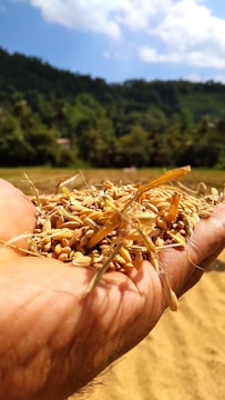 A hand holding a pile of rice grains, with a background of lush green trees and a clear blue sky. The focus is on the grains, capturing their texture and golden color.